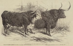 The Smithfield Club Prize Cattle Show